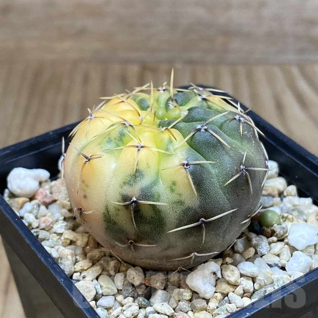 SH4783 Gymnocalycium stellatum f. variegata, seedling - Image 2