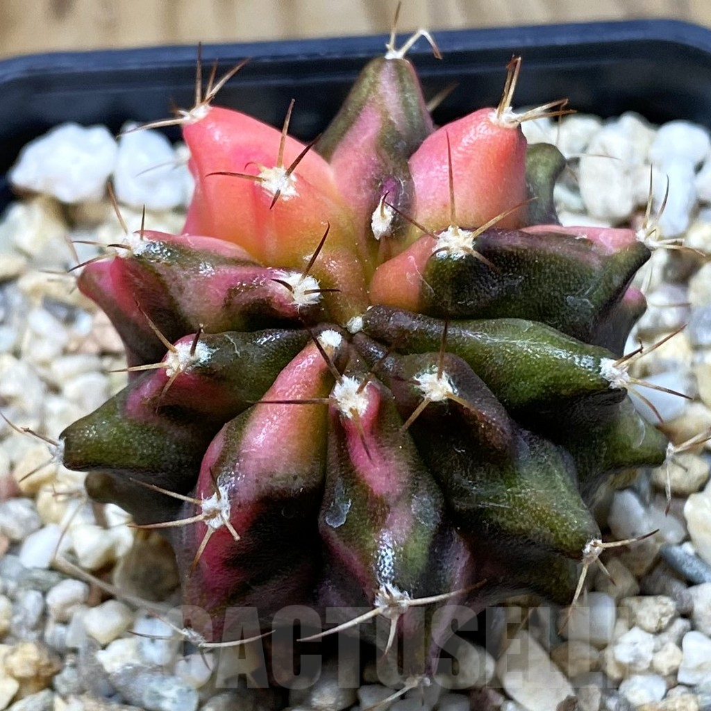 SH4797 Gymnocalycium mihanovichii ‘Transformer’ f. variegata hybrid, seedling