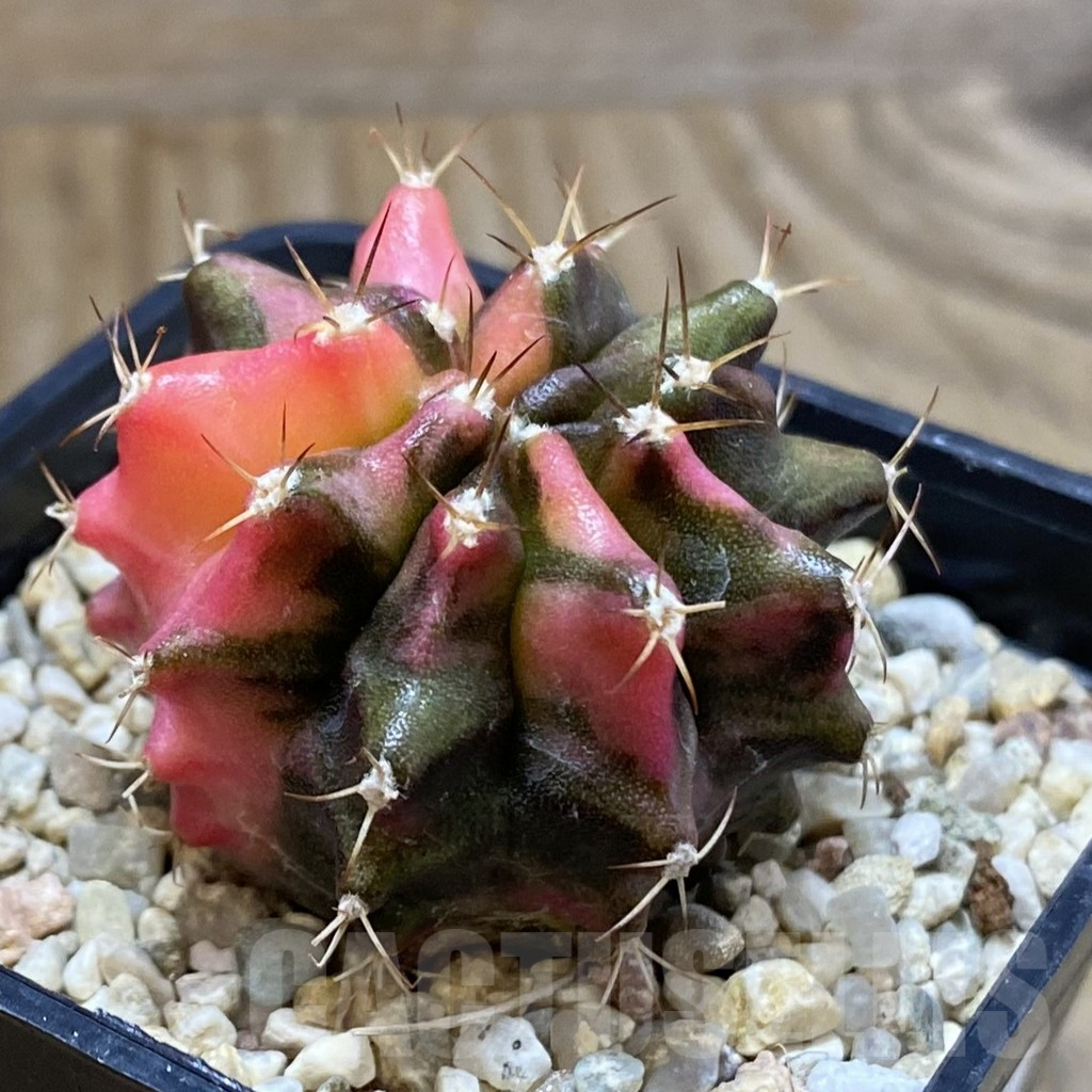 SH4797 Gymnocalycium mihanovichii ‘Transformer’ f. variegata hybrid, seedling - Image 2