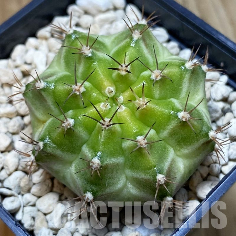 SH4761 Gymnocalycium mihanovichii ‘Neon’ hybrid, seedling