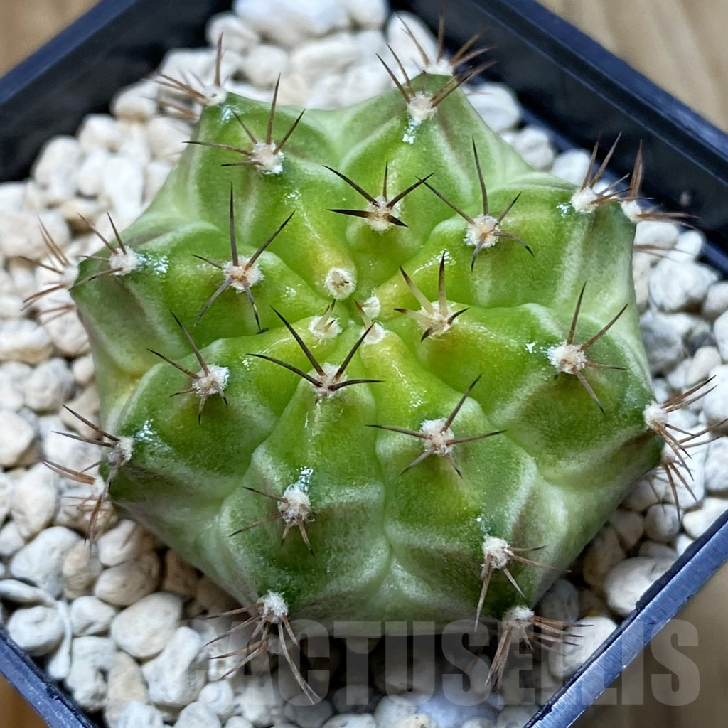 SH4761 Gymnocalycium mihanovichii ‘Neon’ hybrid, seedling