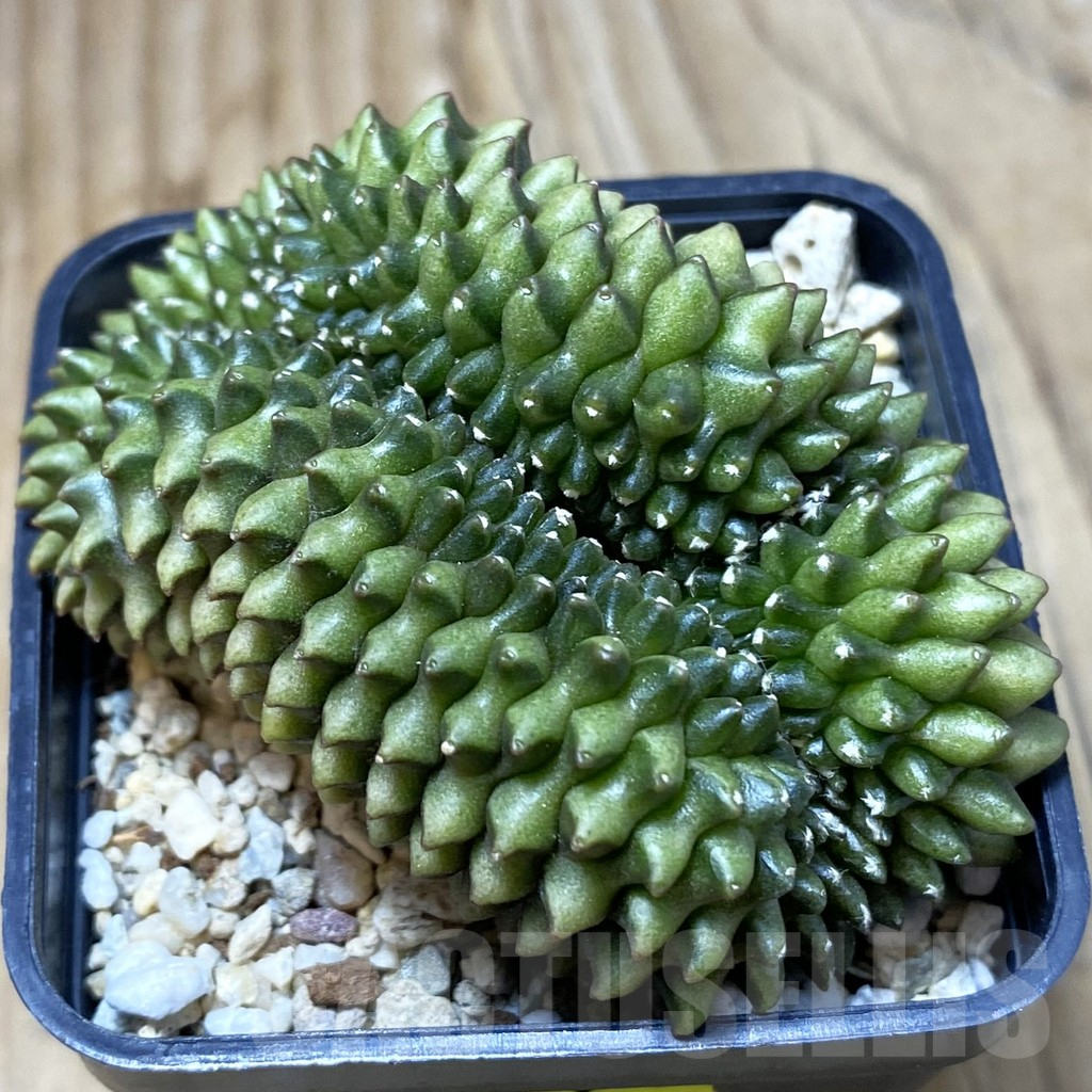 SH4896 Gymnocalycium mihanovichii ‘inermis’ f. cristata