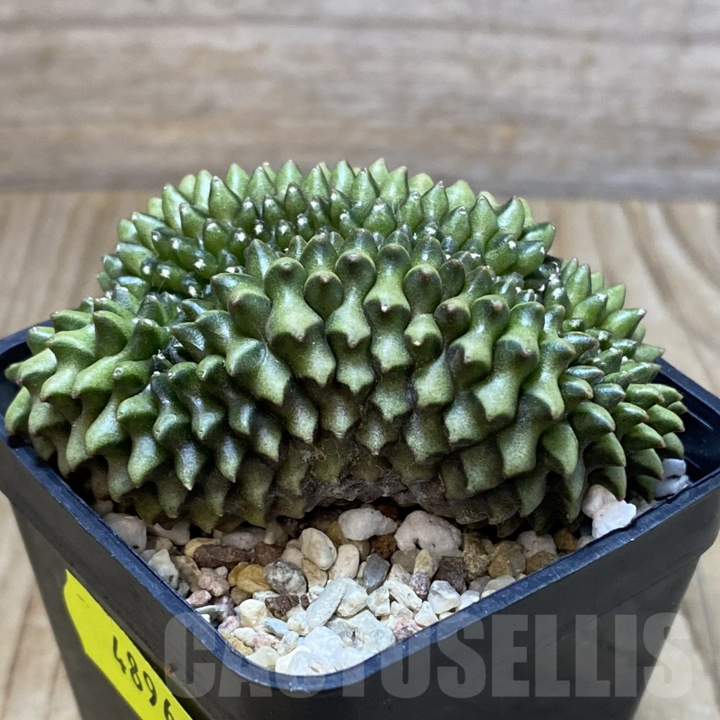 SH4896 Gymnocalycium mihanovichii ‘inermis’ f. cristata - Image 2