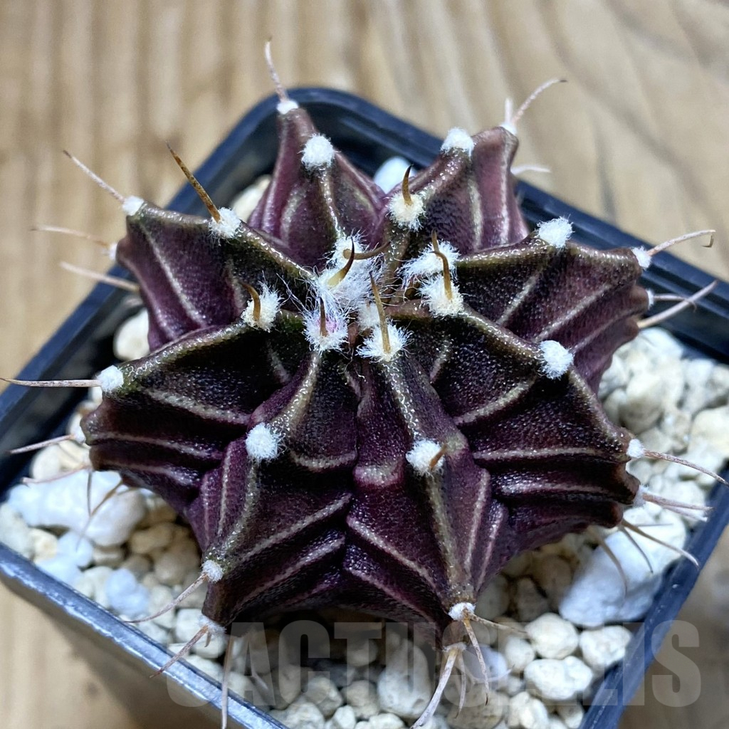 SH4897 Gymnocalycium mihanovichii ‘Zebra’, seedling
