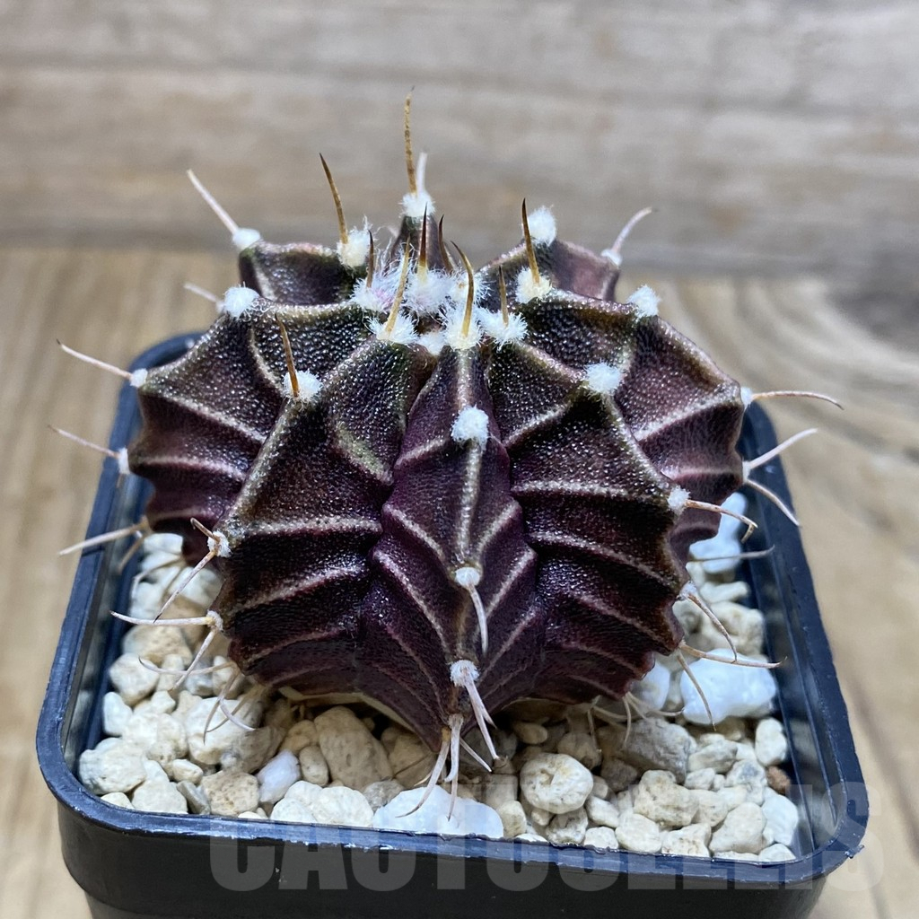 SH4897 Gymnocalycium mihanovichii ‘Zebra’, seedling - Зображення 2