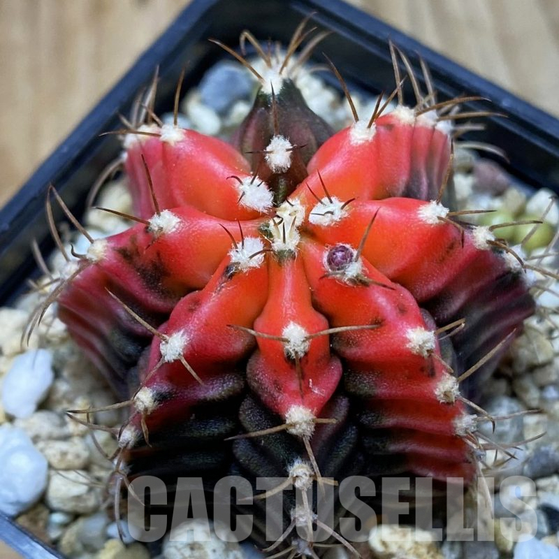 SH4904 Gymnocalycium mihanovichii f. variegata, seedling