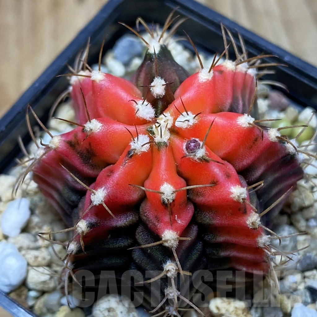 SH4904 Gymnocalycium mihanovichii f. variegata, seedling