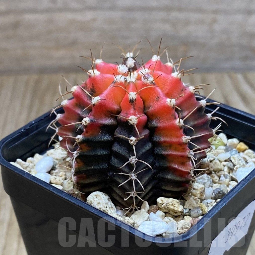 SH4904 Gymnocalycium mihanovichii f. variegata, seedling - Image 2