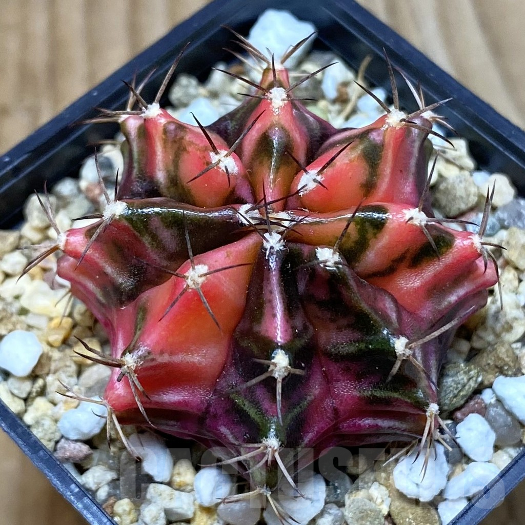 SH4905 Gymnocalycium mihanovichii f. variegata, seedling