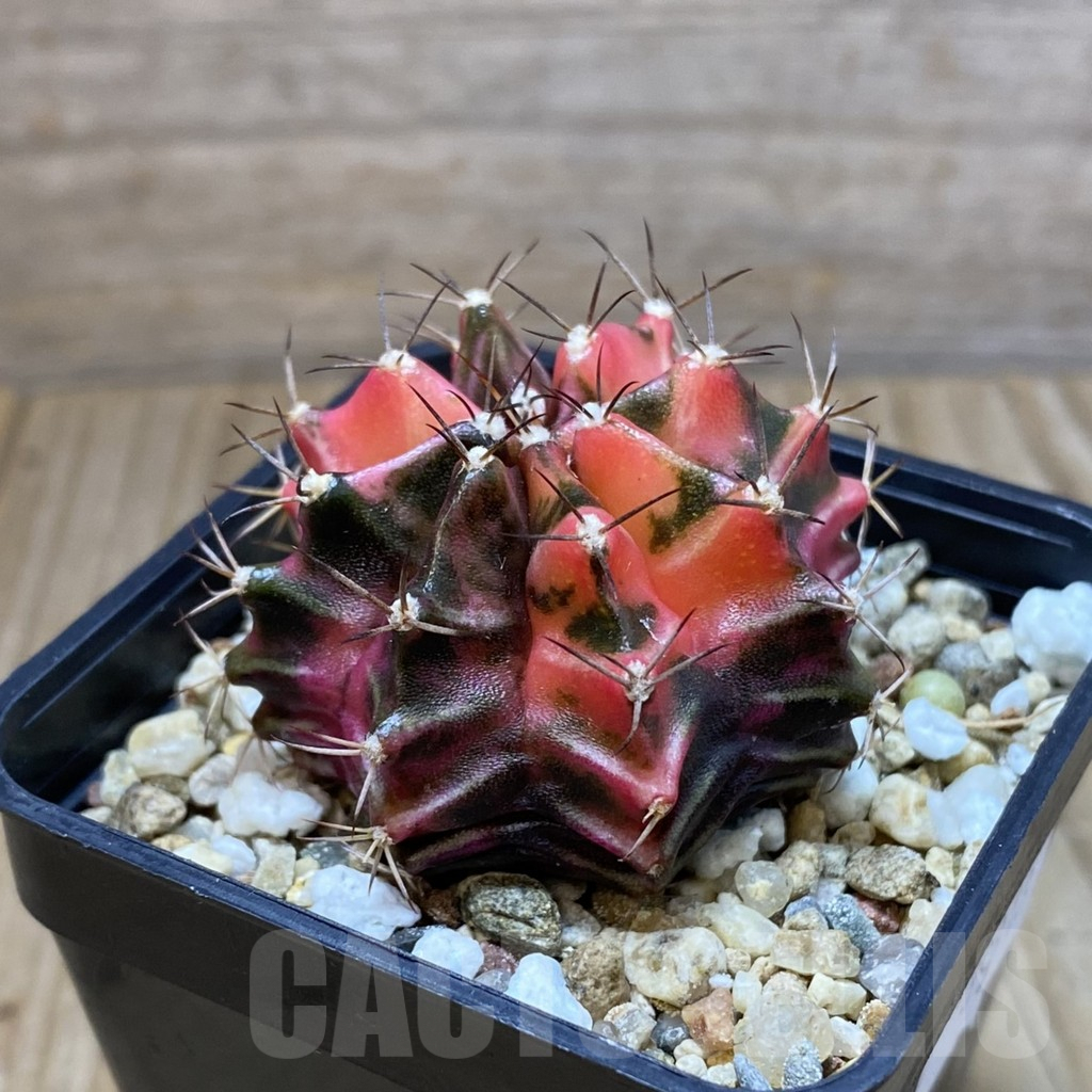 SH4905 Gymnocalycium mihanovichii f. variegata, seedling - Image 2
