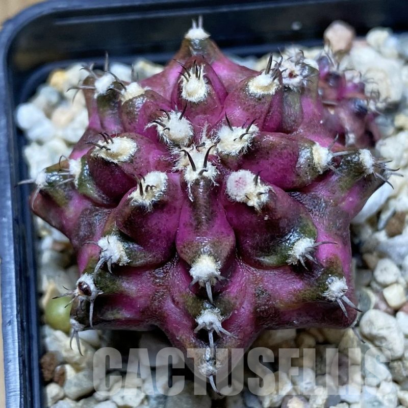 SH4907 Gymnocalycium mihanovichii 'T-rex' hybrid, seedling