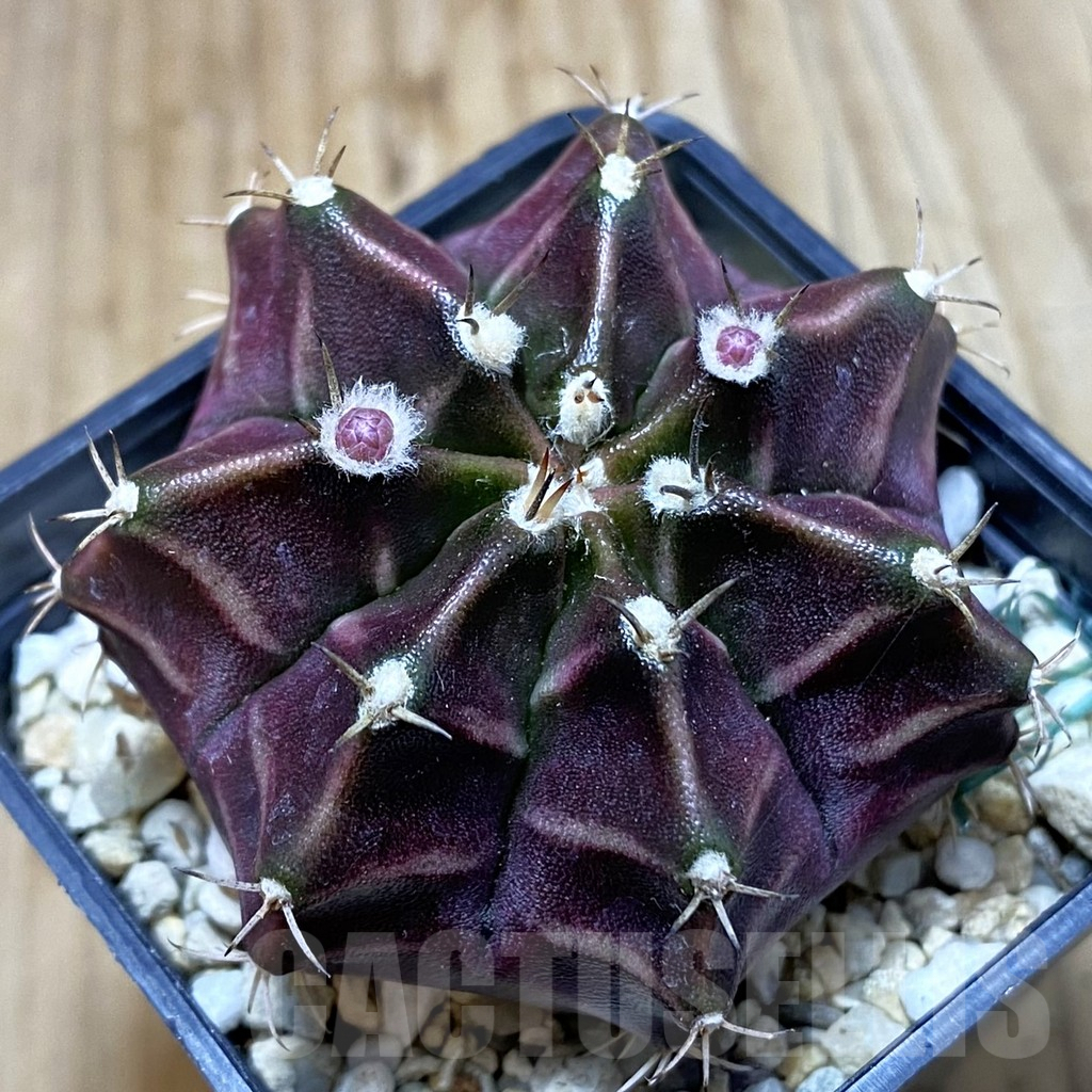 SH4915 Gymnocalycium mihanovichii ‘Black Widow’ x ‘Day Dream’, seedling