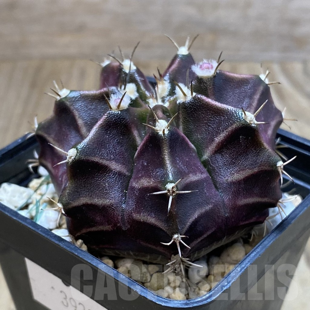 SH4915 Gymnocalycium mihanovichii ‘Black Widow’ x ‘Day Dream’, seedling - Obrázek 2