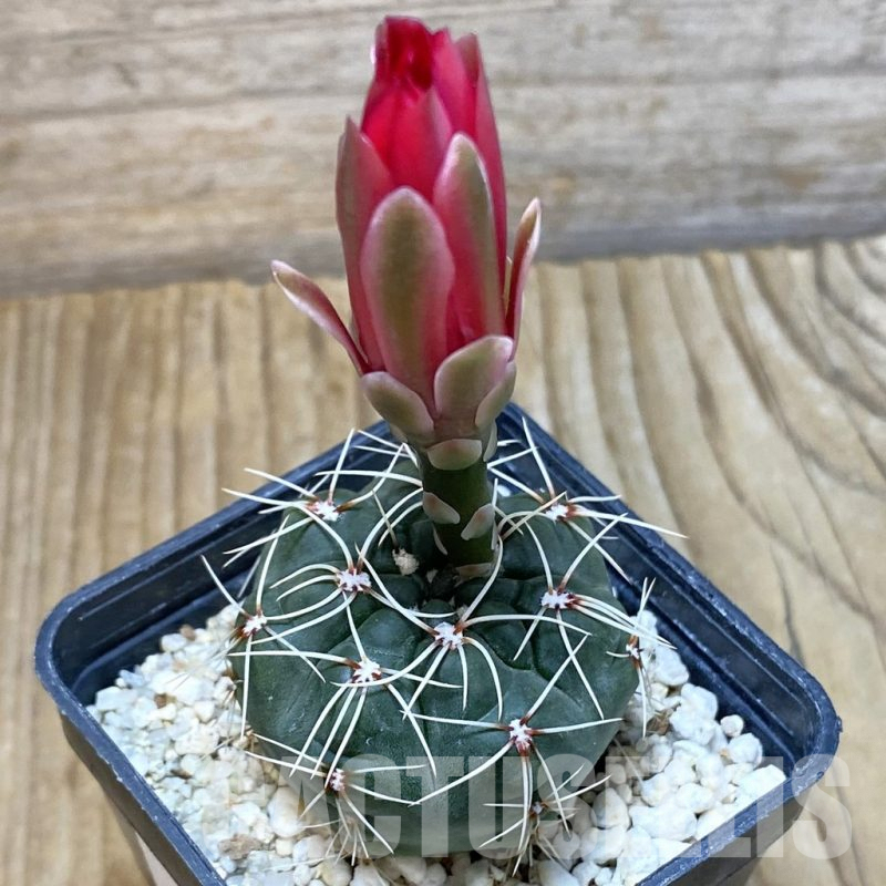 SH4886 Gymnocalycium baldianum