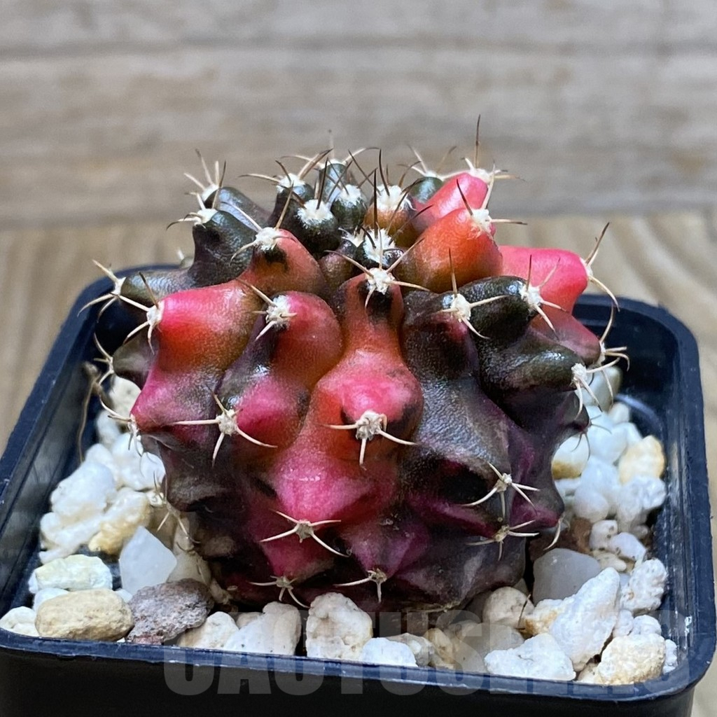 SH5023 Gymnocalycium mihanovichii ‘Transformer’ f. variegata hybrid, seedling - Image 2