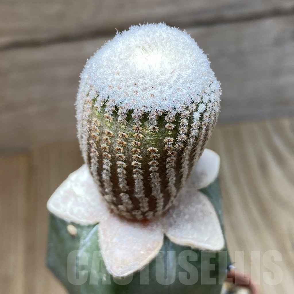 SH5026 Yavia cryptocarpa, grafted