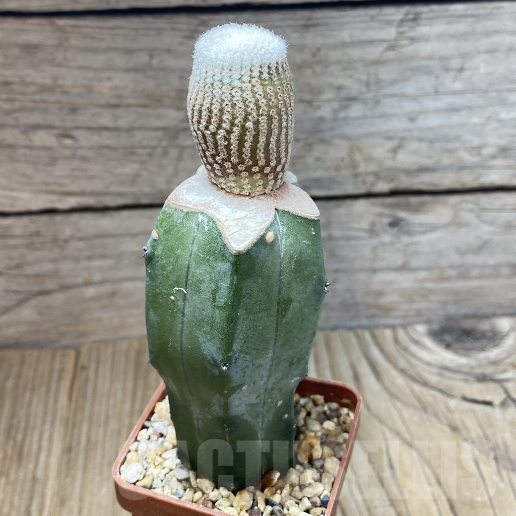 SH5026 Yavia cryptocarpa, grafted - Image 2