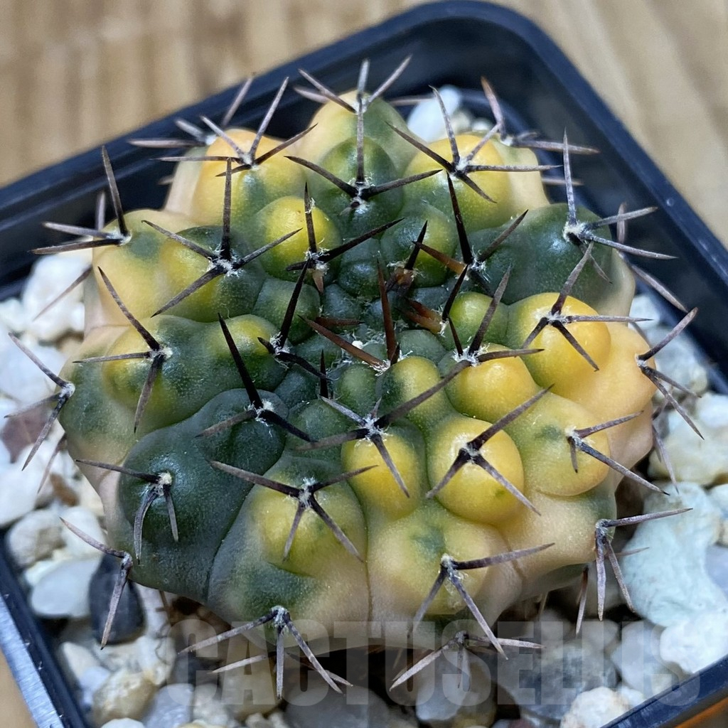 SH5042 Gymnocalycium stellatum f.variegata