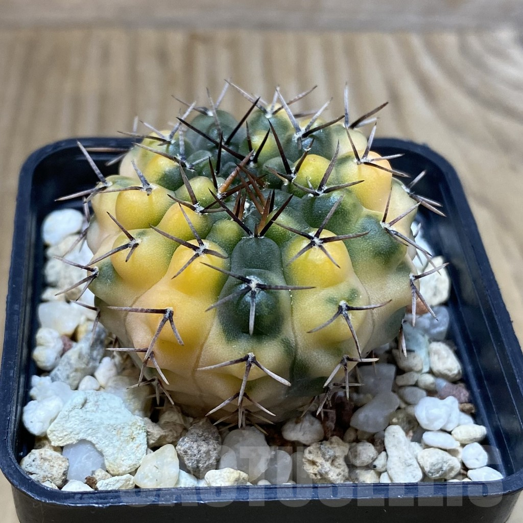 SH5042 Gymnocalycium stellatum f.variegata - Imagen 2