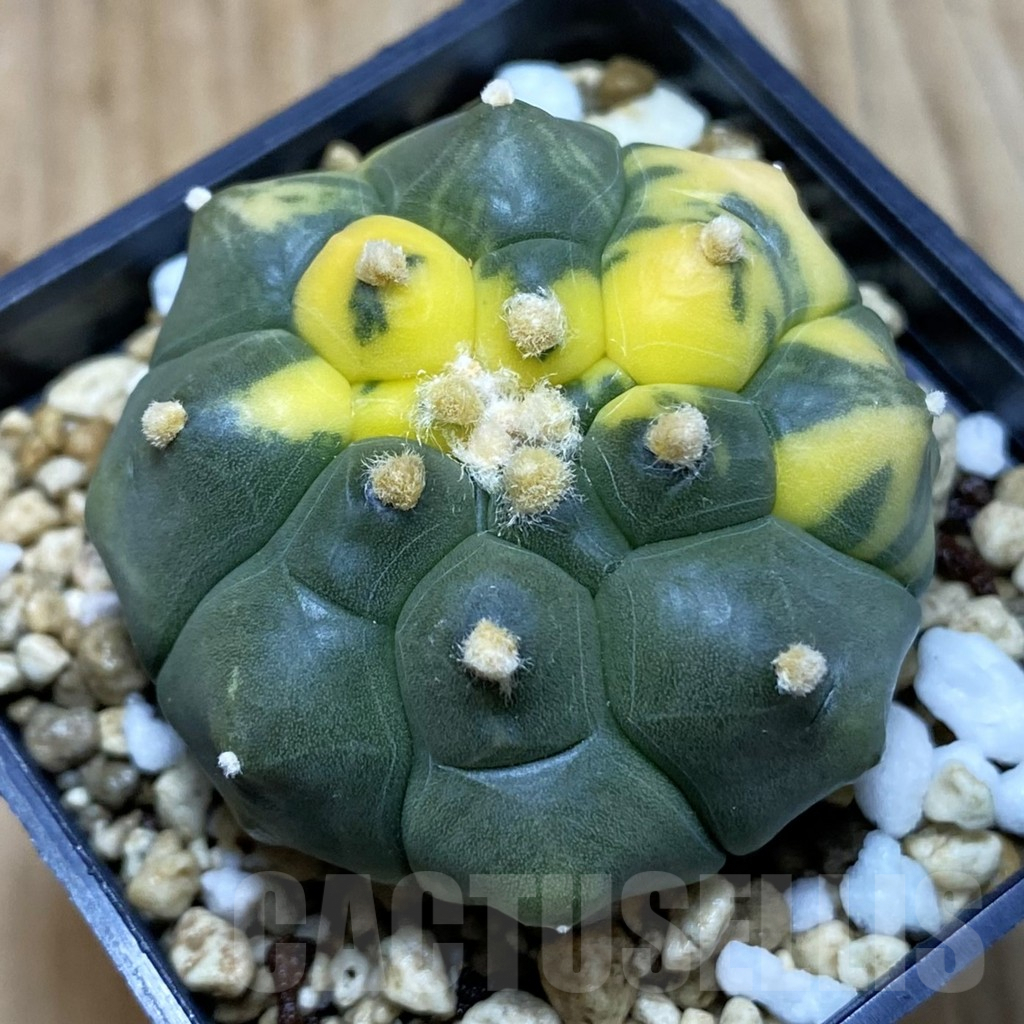 SH5191 Astrophytum asterias ‘Kikko’ f. variegata