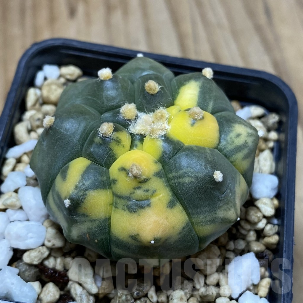 SH5191 Astrophytum asterias ‘Kikko’ f. variegata - Image 2