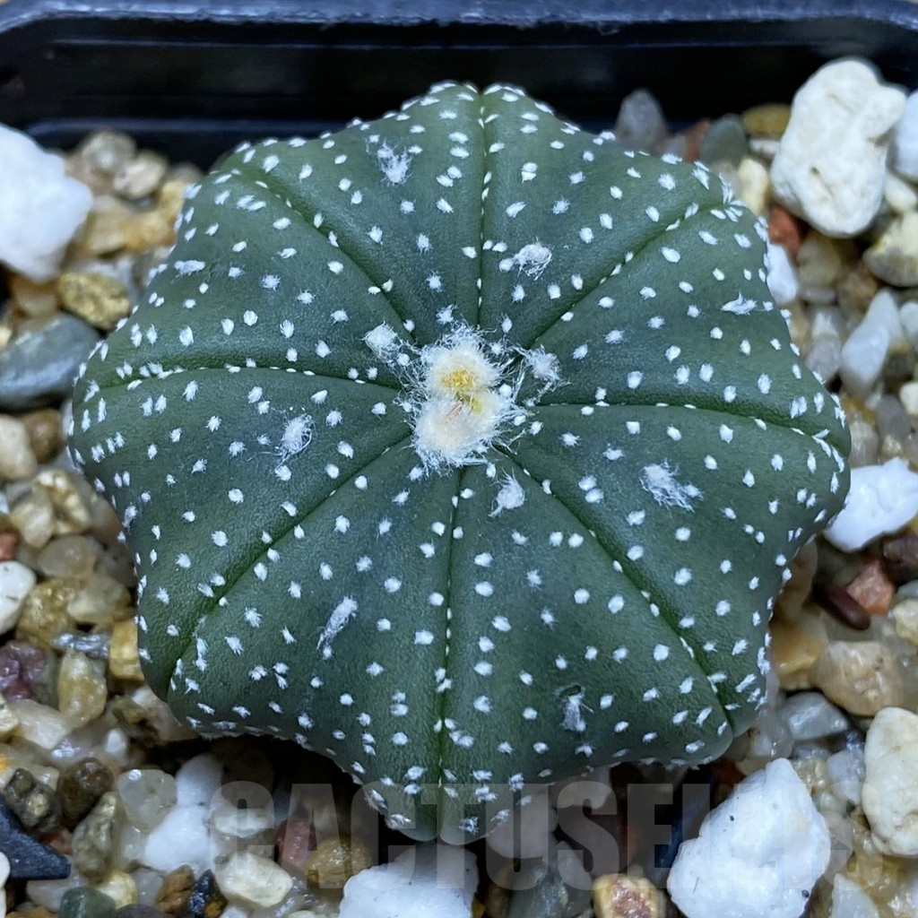 SH5192 Astrophytum asterias ‘Star Shape’