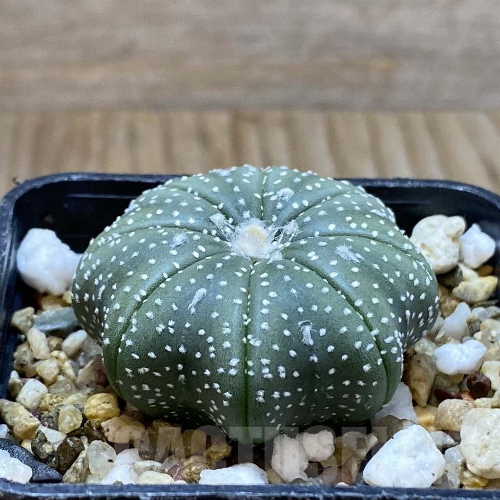 SH5192 Astrophytum asterias ‘Star Shape’ - Image 2