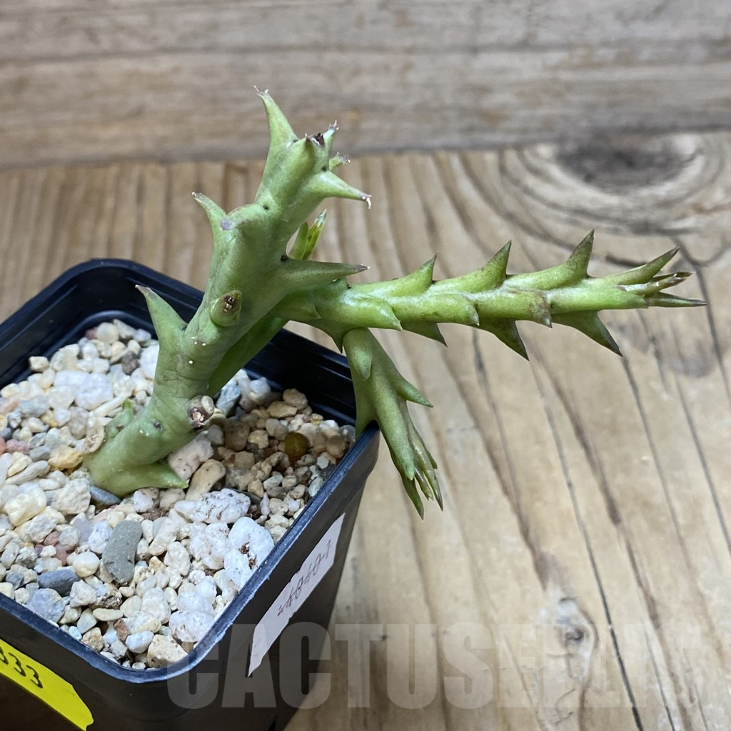 SH5333 Orbea speciosa -Golden clone- - Image 2