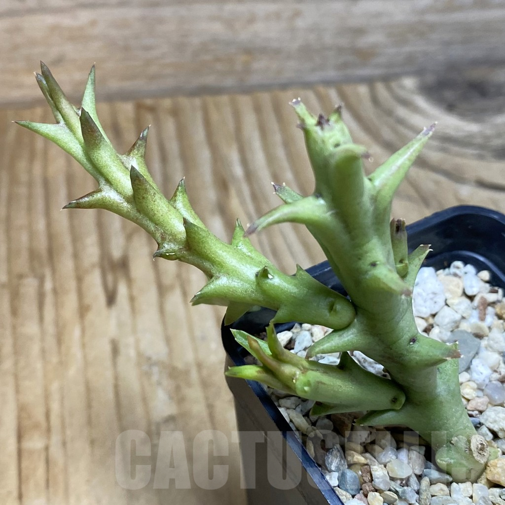 SH5333 Orbea speciosa -Golden clone- - Image 3