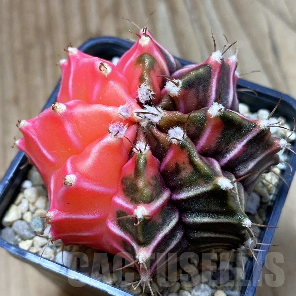 SH5722 Gymnocalycium mihanovichii f. variegata, seedling