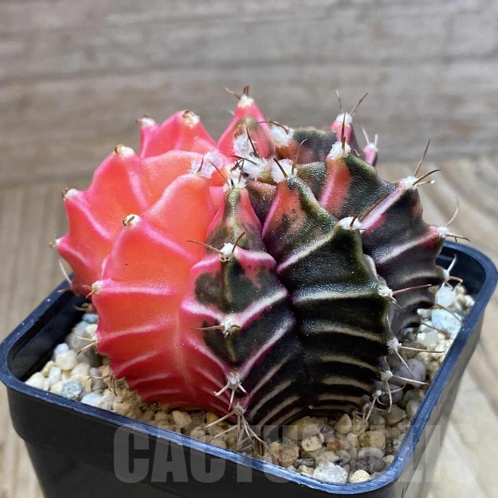 SH5722 Gymnocalycium mihanovichii f. variegata, seedling - Image 2