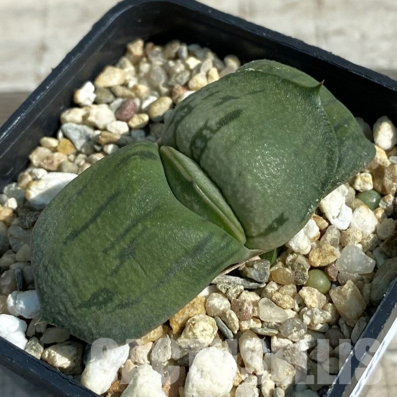 SH8469 Gasteria armstrongii hybrid