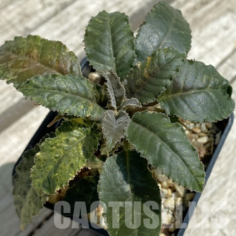 SH12062 Dorstenia hybrid f. variegata