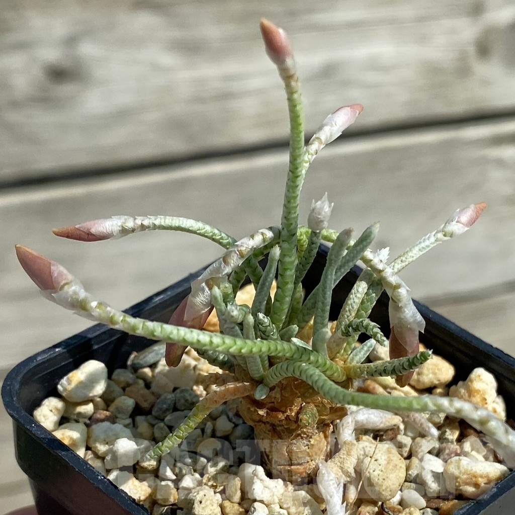 SH12065 Avonia quinaria