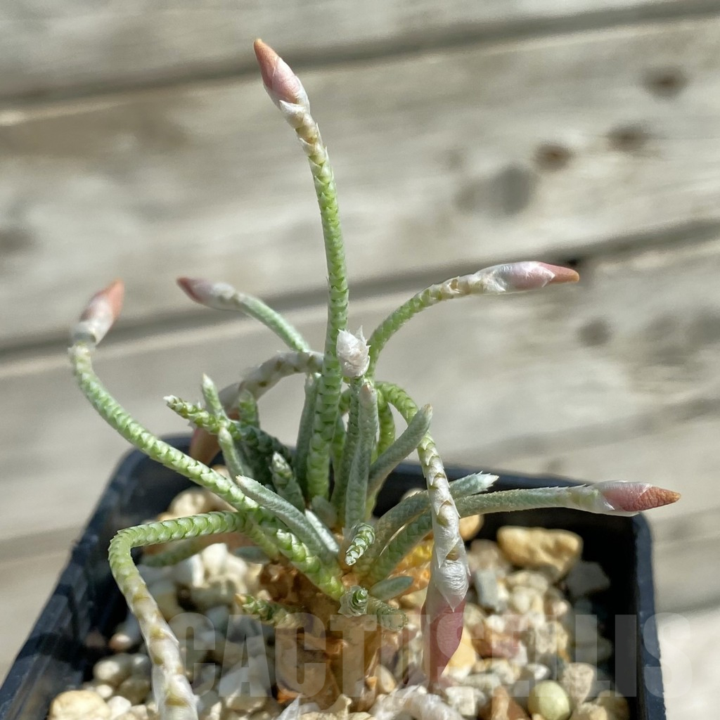 SH12065 Avonia quinaria - immagine 2