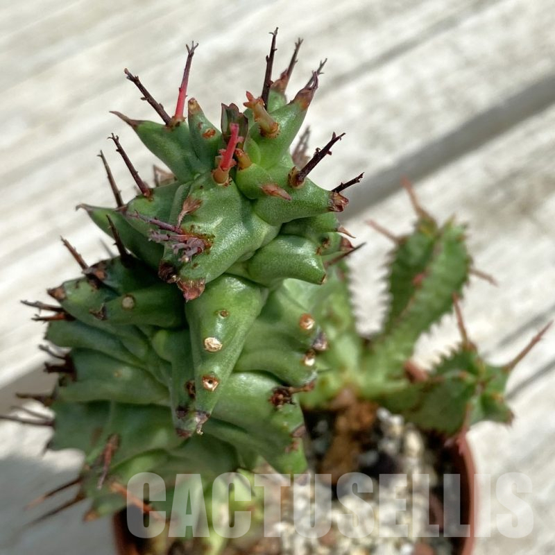 SH12074 Euphorbia horrida f. monstrosa