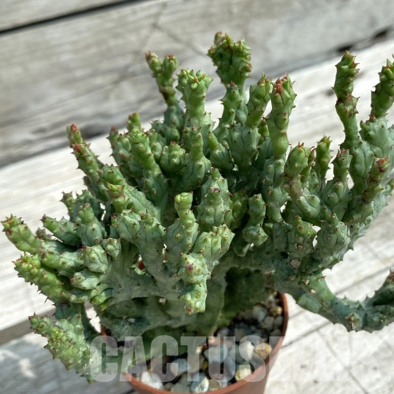 SH12076 Euphorbia enopla ‘Coral’ f. cristata