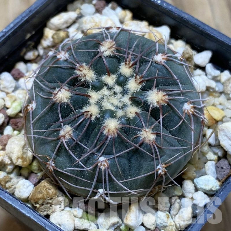 SH15150 Gymnocalycium taningaense VG 306