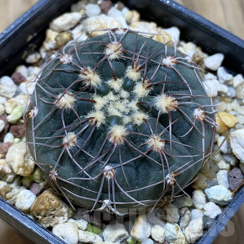 SH15150 Gymnocalycium taningaense VG 306