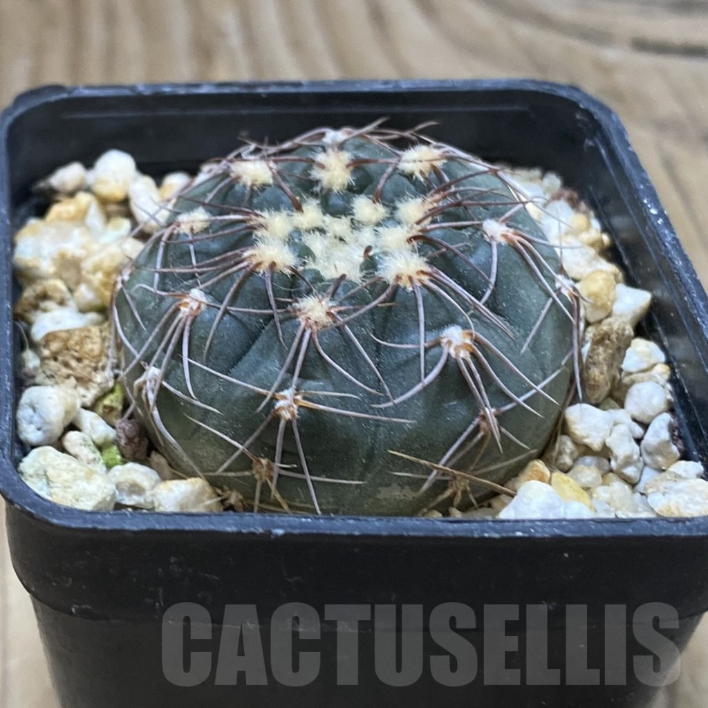 SH15150 Gymnocalycium taningaense VG 306 - immagine 2