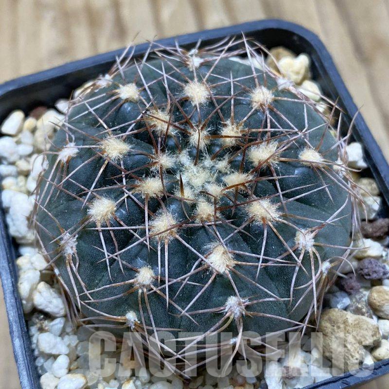 SH15151 Gymnocalycium taningaense VG 306
