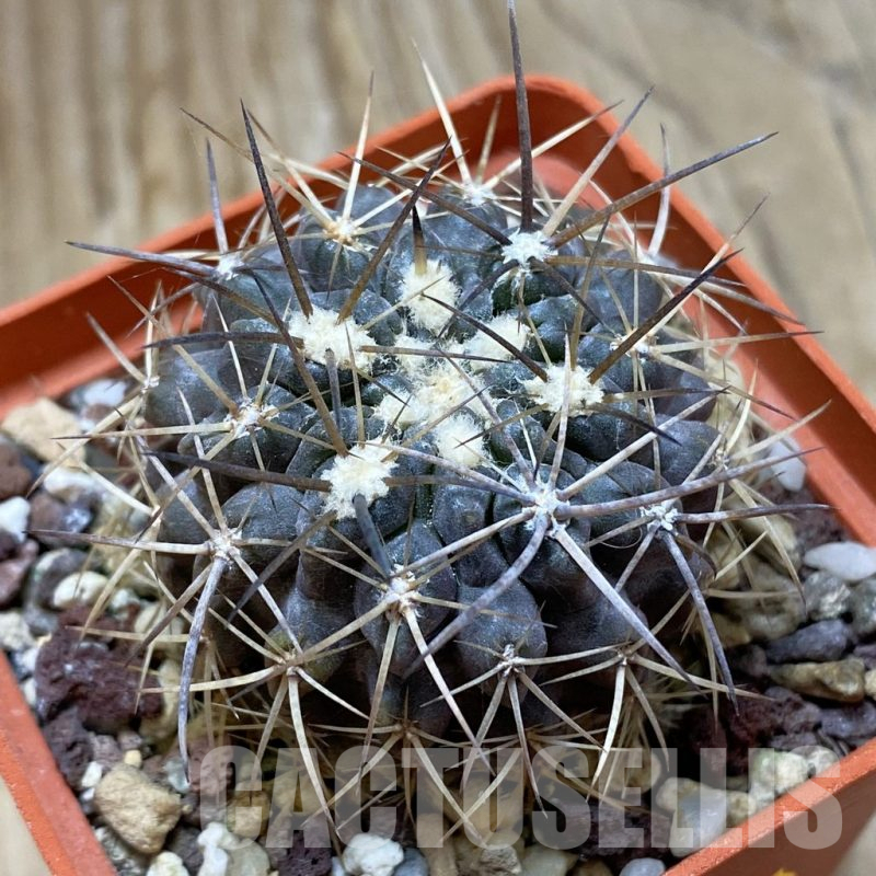 SH15152 Eriosyce heinrichiana