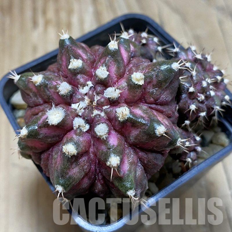 SH15156 Gymnocalycium mihanovichii 'T-Rex' hybrid, seedling