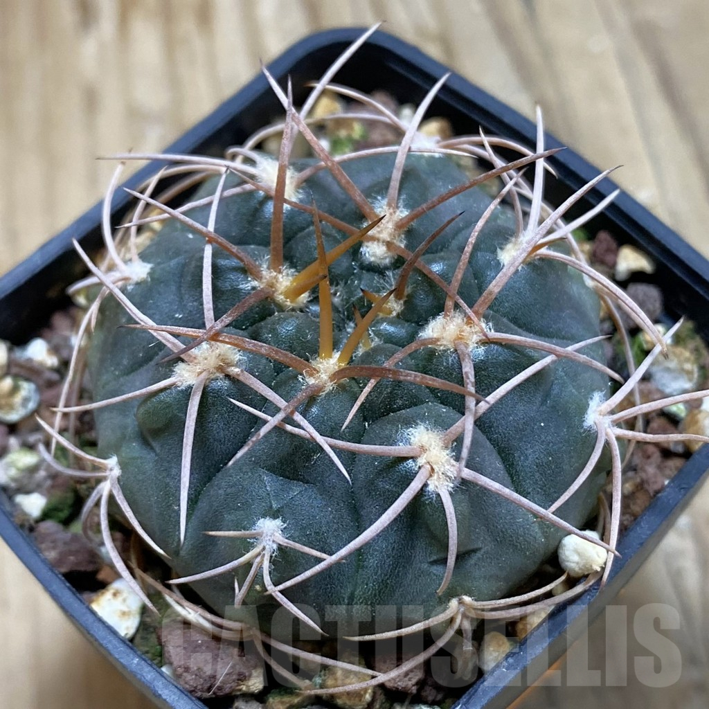 SH15160 Gymnocalycium catamarcense f. ensispinum VOS2380/HS