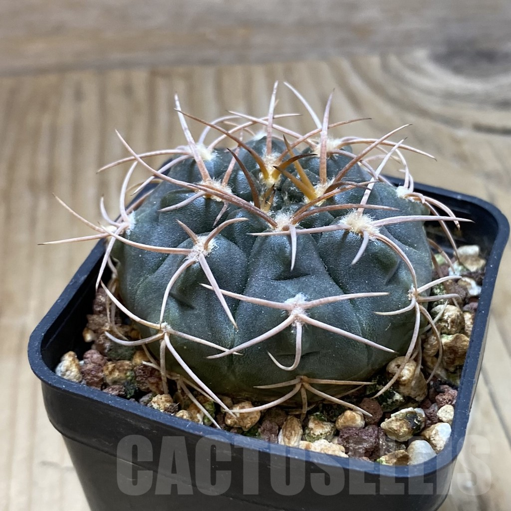 SH15160 Gymnocalycium catamarcense f. ensispinum VOS2380/HS - Imagen 2