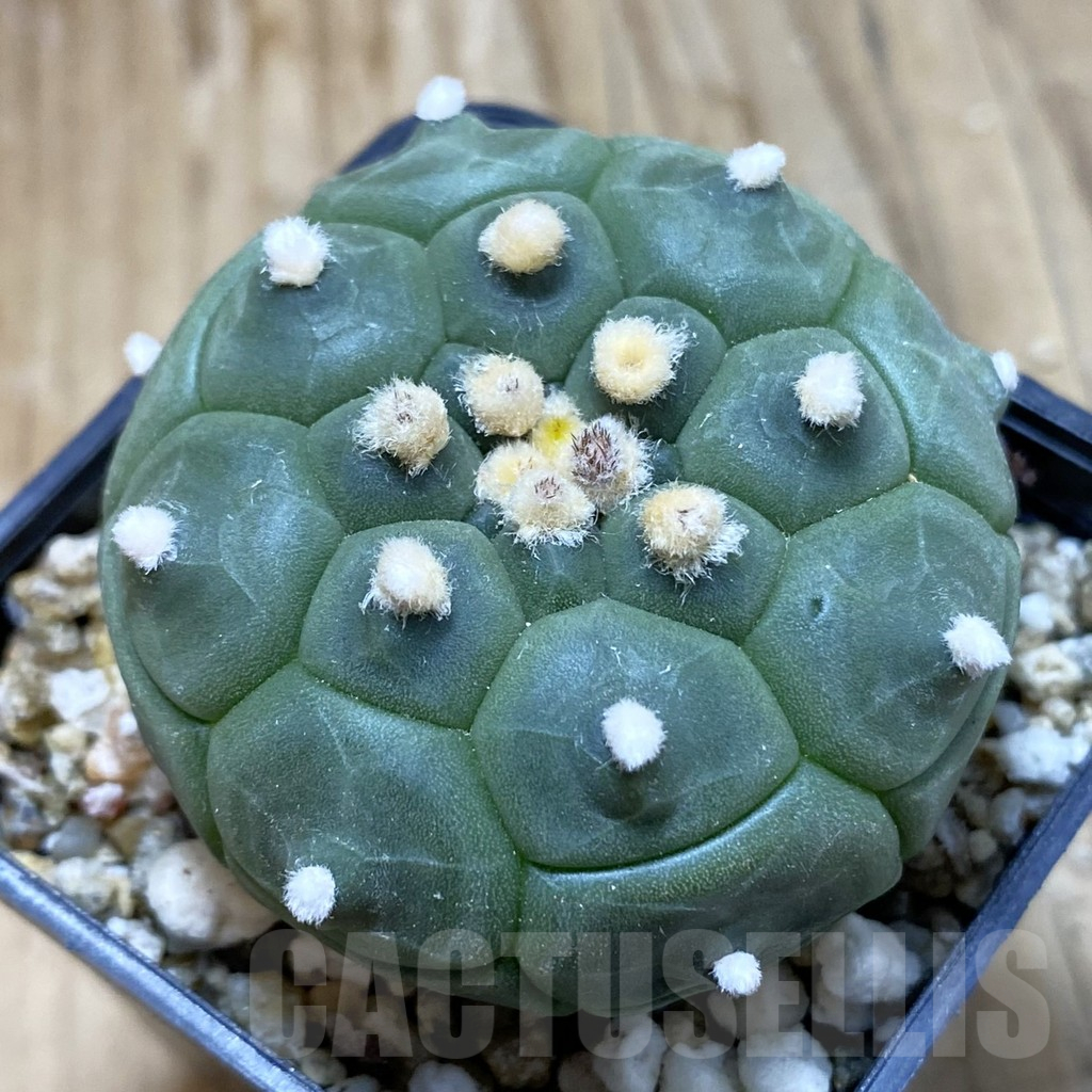 SH15161 Astrophytum asterias ‘Kikko’
