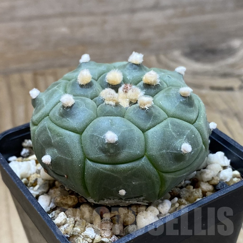SH15161 Astrophytum asterias ‘Kikko’ - Imagen 2