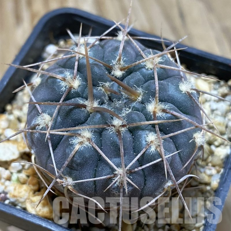 SH15164 Gymnocalycium borthii ssp. nogolense VG 411