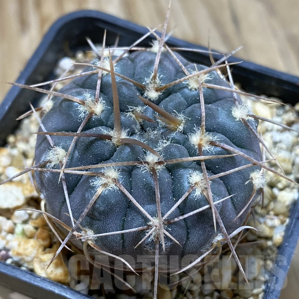SH15164 Gymnocalycium borthii ssp. nogolense VG 411