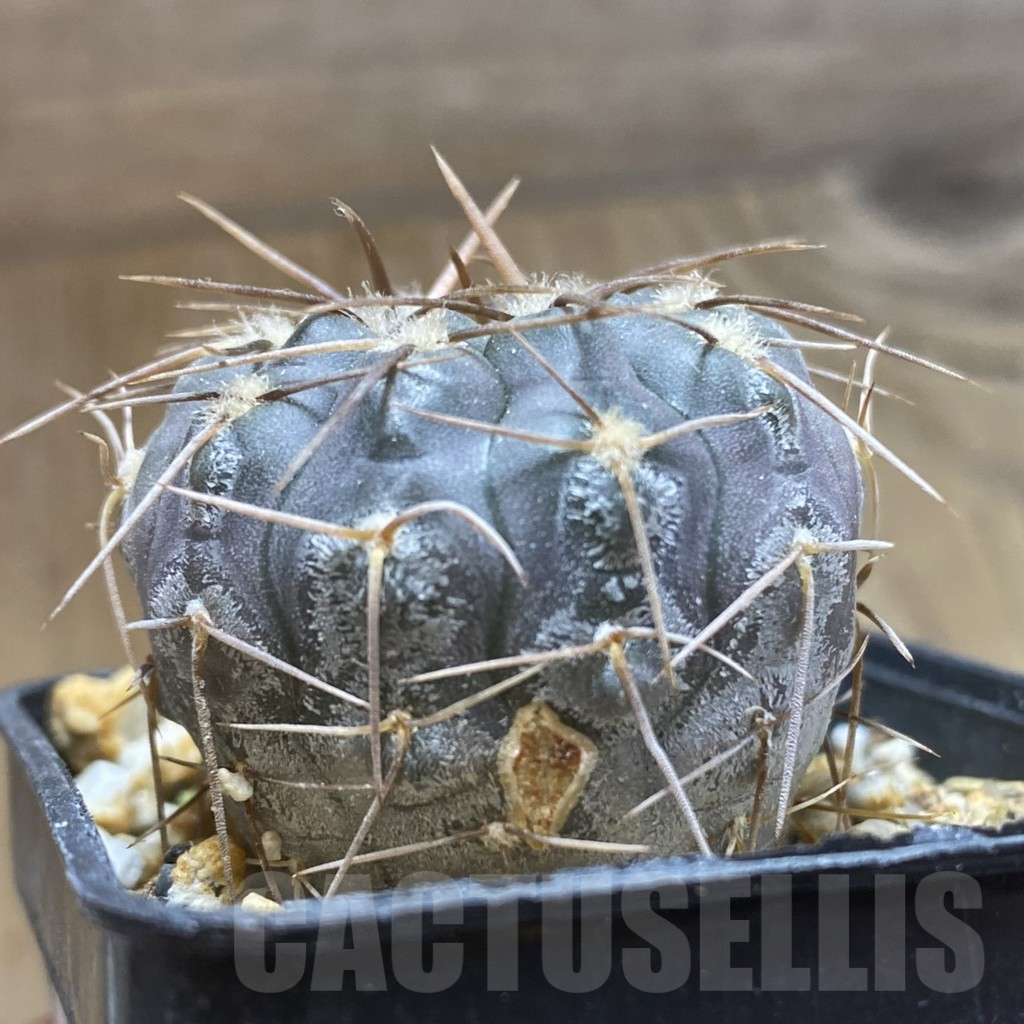 SH15164 Gymnocalycium borthii ssp. nogolense VG 411 - 画像 (2)